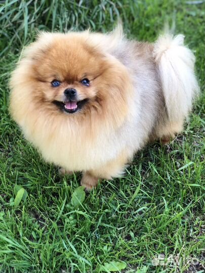 Шпицы мишки