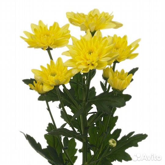 Хризантема Baltica Yellow