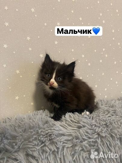 Котята бесплатно