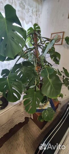 Комнатные цветы