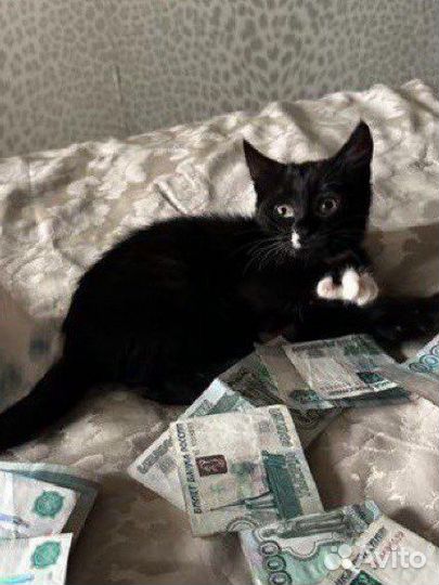 Котёнок бобриха