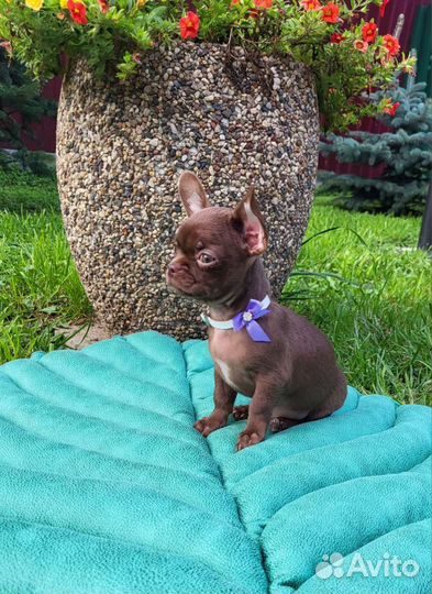 Шоколадный брутальный малыш