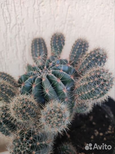 Кактус ростки