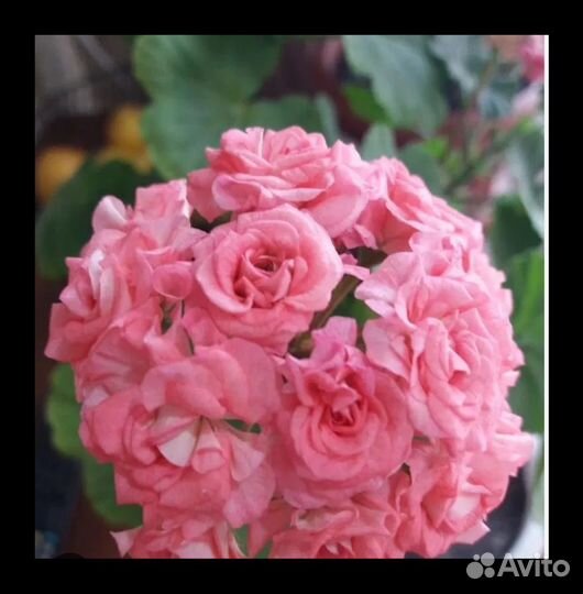 Пеларгония Graingers Antigue Rose