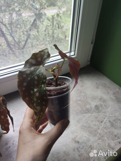 Бегония макулата полька дот