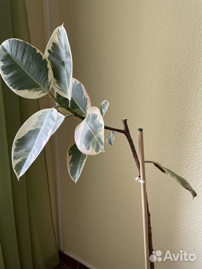 Фикус тинеке большой