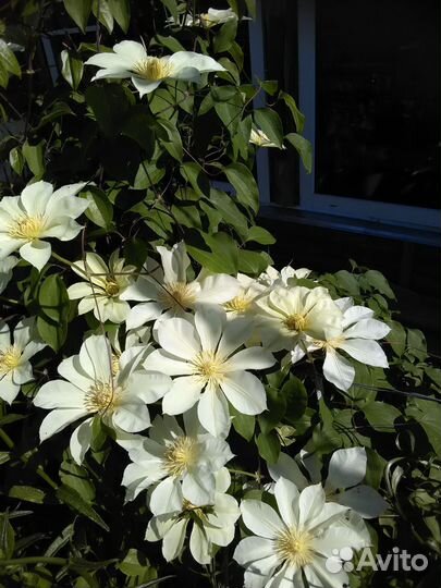 Растения цветы для сада