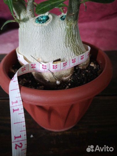 Адениум взрослый