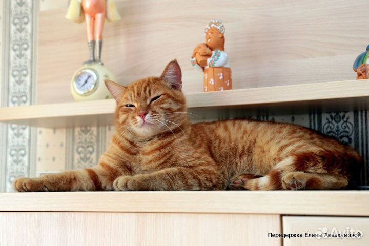 Ищем дом для котика