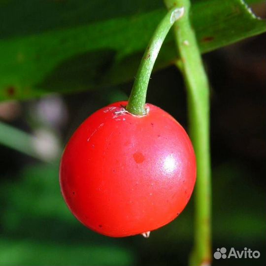 Ландыши, ирисы, астры многолетние кустарниковые