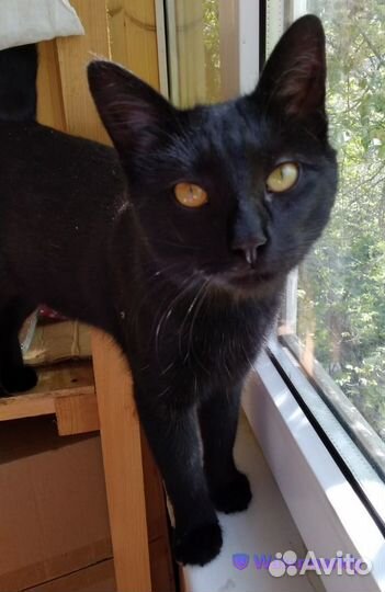 Обалденная девочка Ноэль 1 год ищет передержку дом