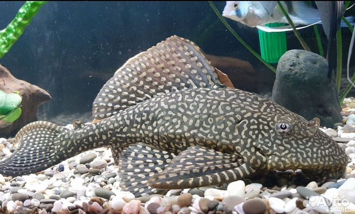 Аквариумные Рыбки Сапфировый попугай и другие