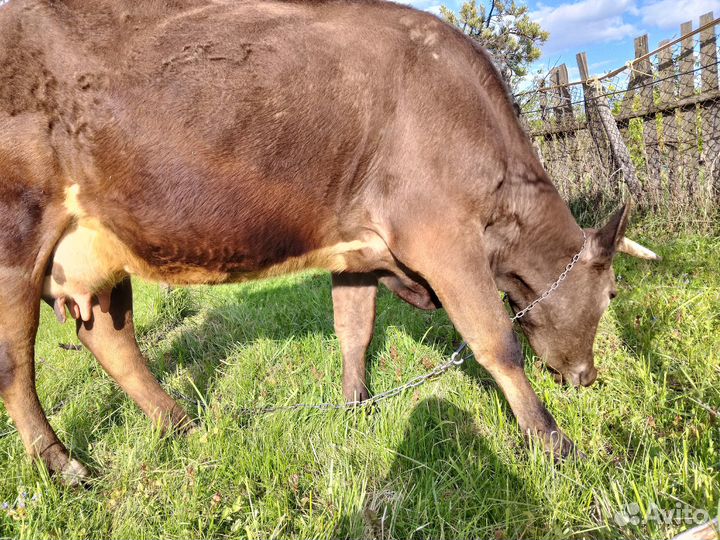 Корова дойная с теленком