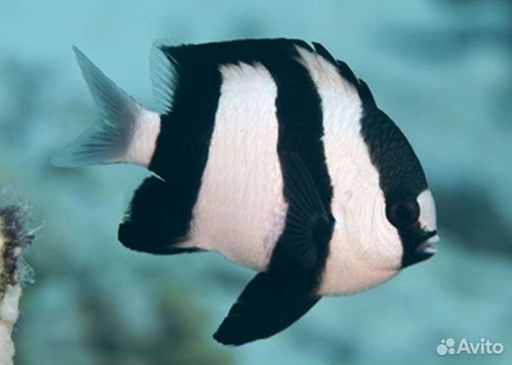 Морские рыбки - девушки