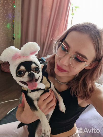 Вязка собак, мальчик ищет девочку