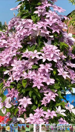 Клематисы 350