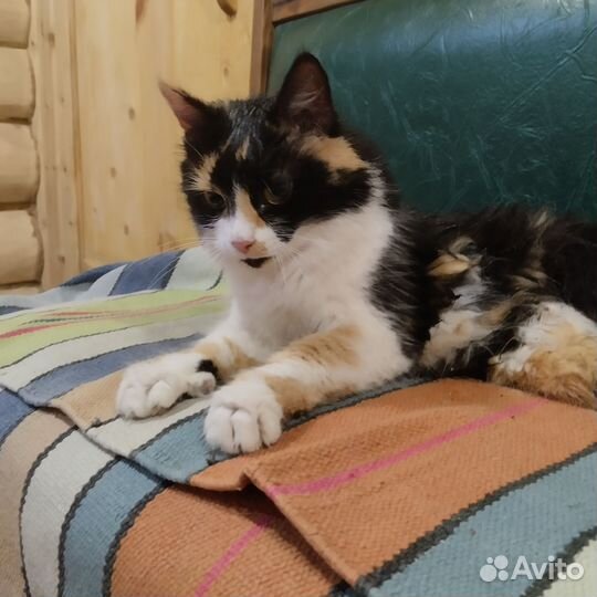 Кошка в добрые руки