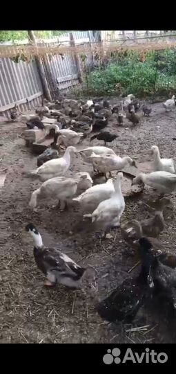 Гуси Линда продажа обмен