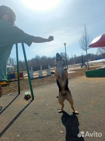 Собаки возьмите