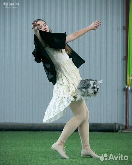 Дрессировка и передержка собак