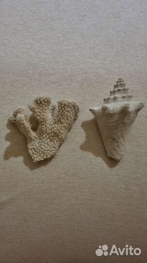 Ракушка и коралл