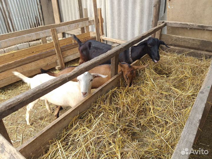 Нубийские козы дойные и козочки