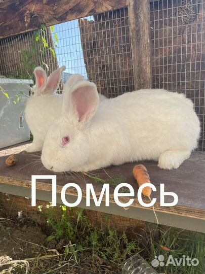 Кролики нзб