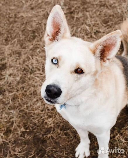 Собака из приюта