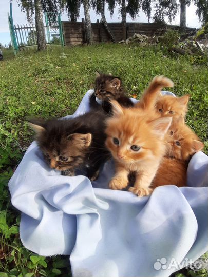 Котята в добрые руки