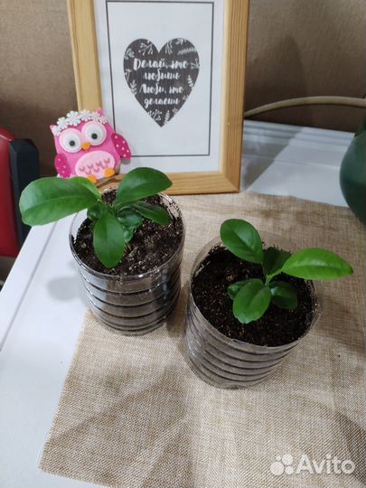 Продам цветы комнатные