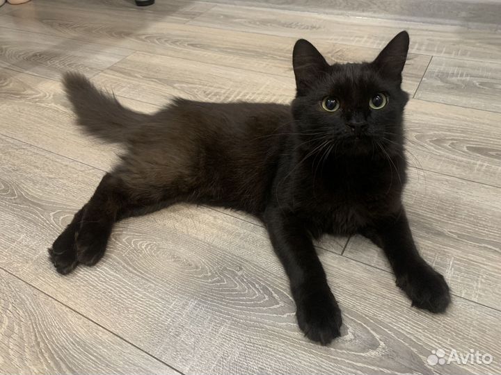 Котик в добрые руки