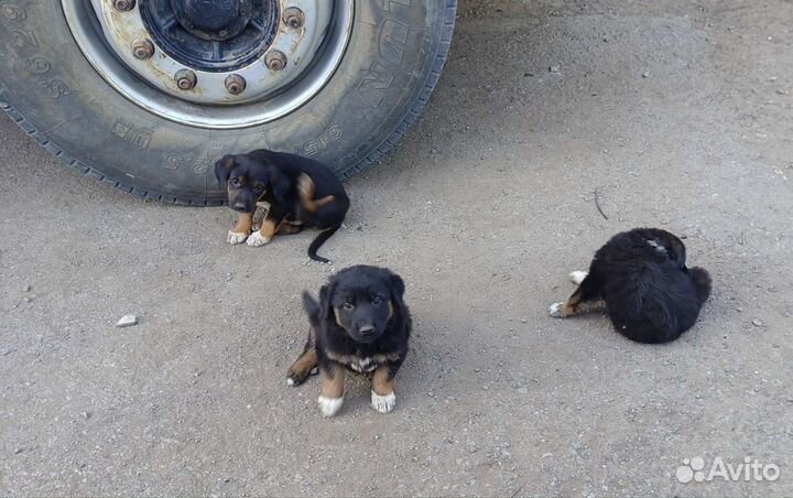 Щенки дворняшки