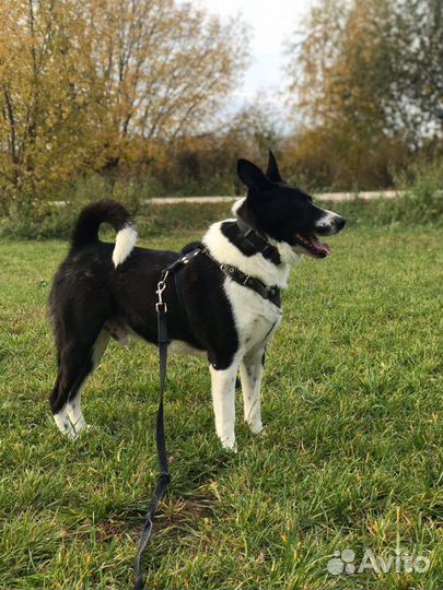 Дворняг в добрые руки