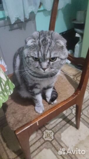 Шотландский кот вязка