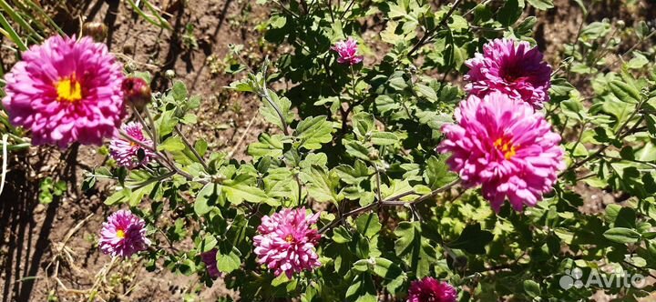 Хризантемы садовые: красные, розовые,жёлтые,кориич