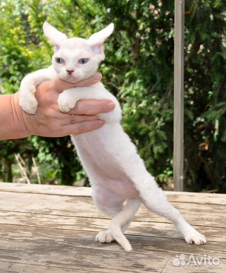 Котята Девон-Рекс