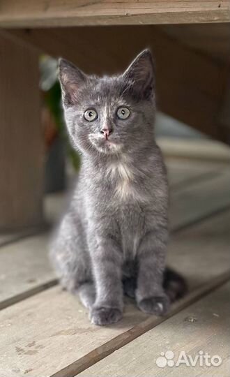 Котята от кошки крысоловки