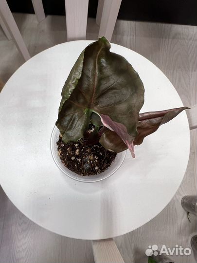 Сингониумы (много сортов) 3+1