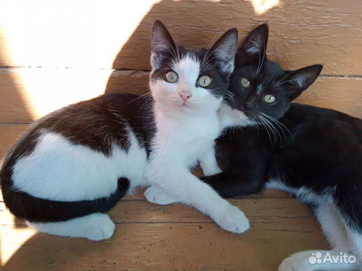 Котята в добрые руки