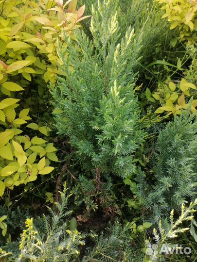 Многолетники для сада цветы