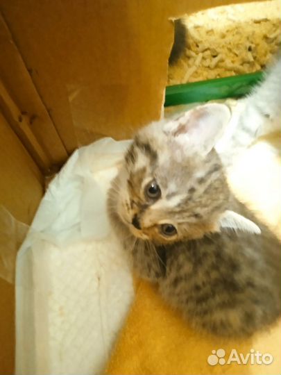 Котенок