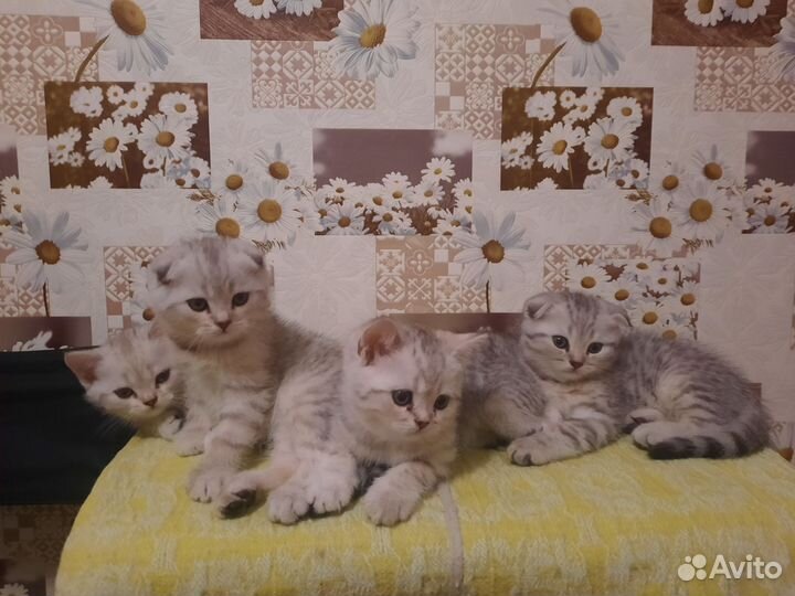 Шотландские котята