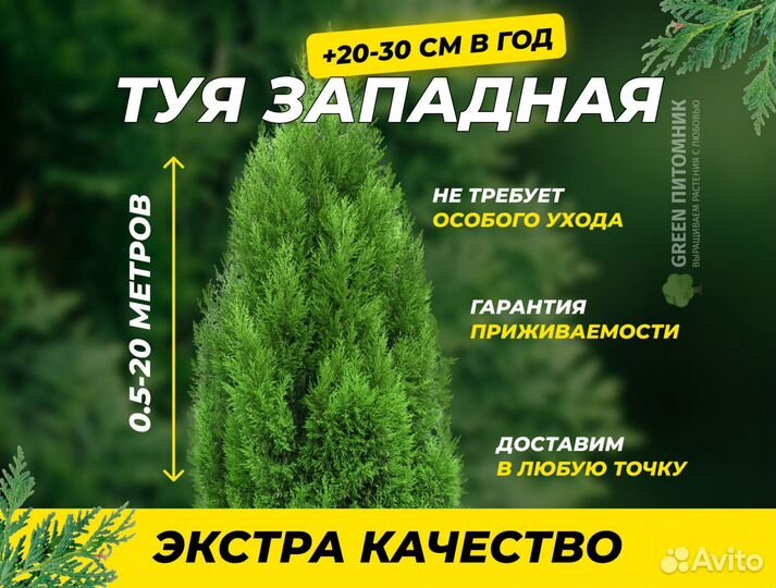 Смарагд,Брабант,Колумна