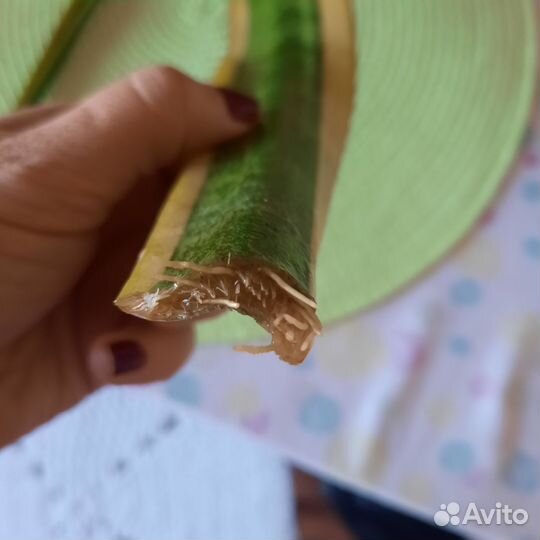 Кротон, сансевьера