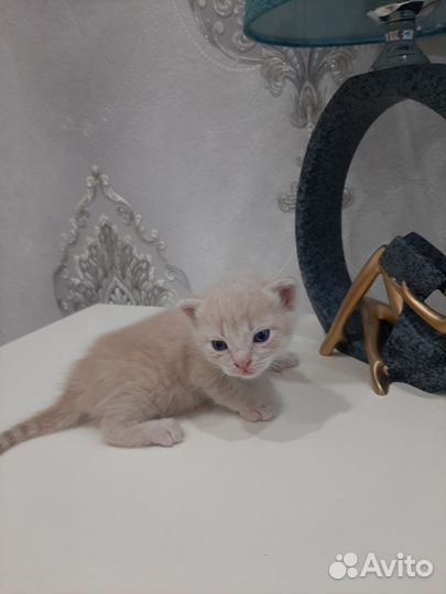 Британские котята