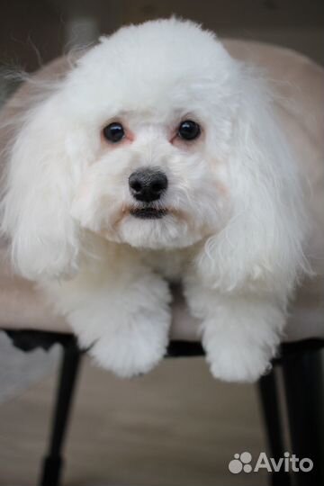 Зеркальный фотоаппарат canon 550d