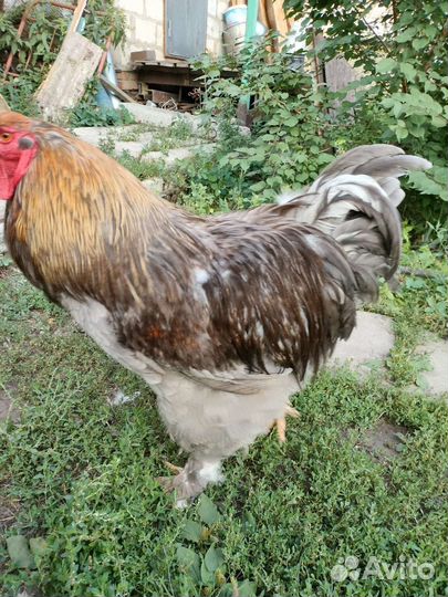 Петух брама