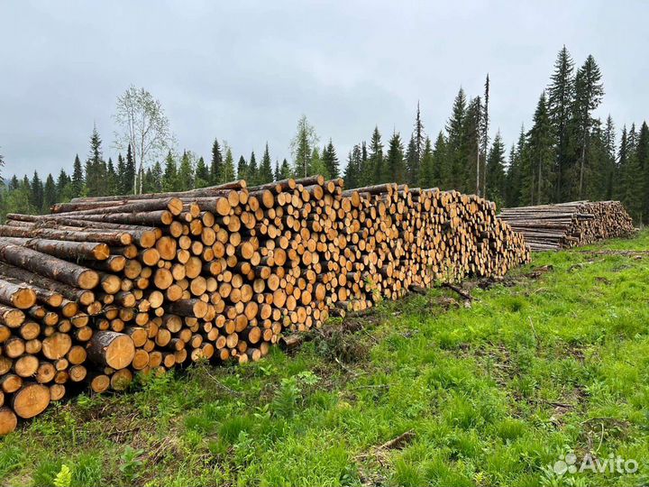 Лес кругляк пиловочник отборный выборка