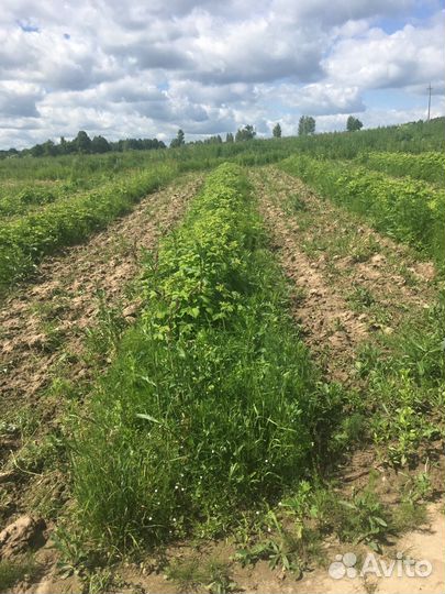 Рентабельный бизнес. От 30 годовых