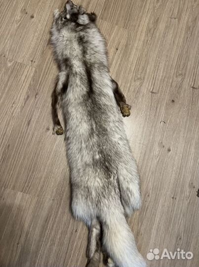 Шкурка песца серая